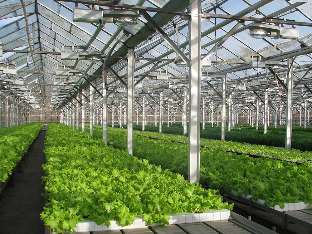 Приводная техника Danfoss Drives оптимизировала работу оборудования в теплицах агрохолдинга «Московский»